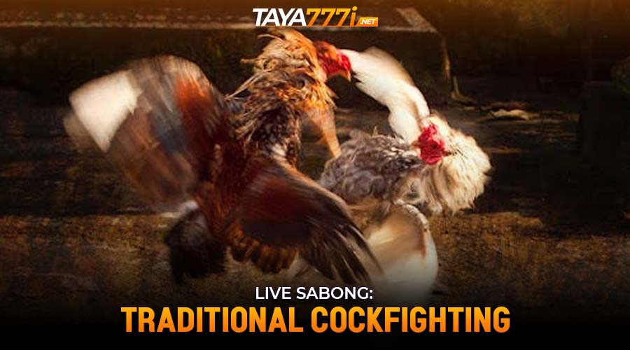 Live Sabong: Traditional Cockfighting