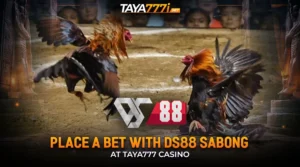 Place a Bet with DS88 Sabong at Taya777 Casino